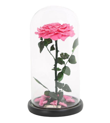 Tall 1 Preserved Rose - Larissa